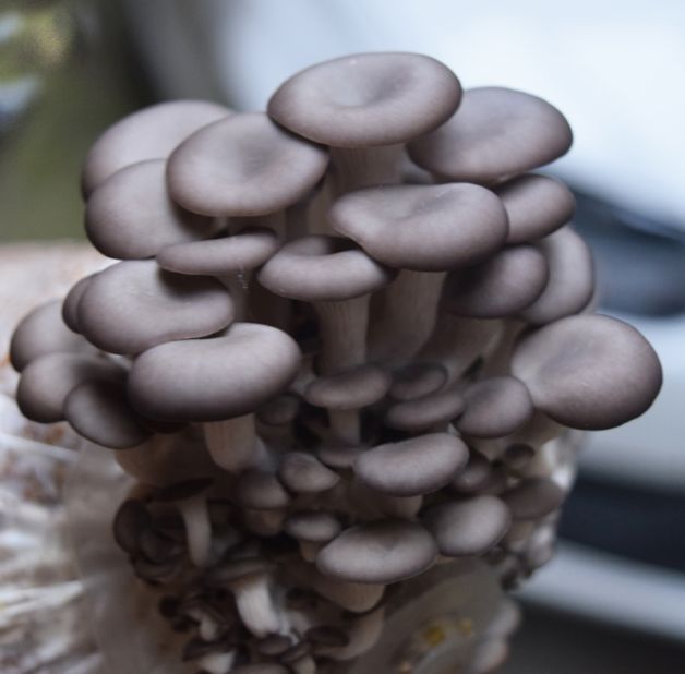 买平菇，挑大的还是小的？菇农教你4个妙招，新鲜品质好，更好吃