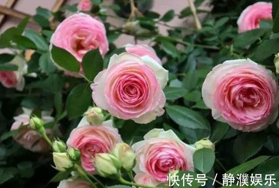 4种花是开花机器，一次开花200朵，花香易打理，养在客厅美极了