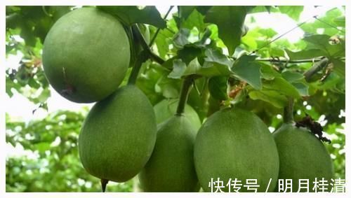 瓜蒌|尿酸高的人,尽量常吃3种食物,有助于降低尿酸,痛风不来扰!