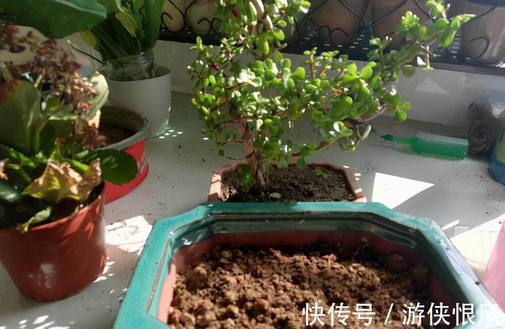 有机肥|金枝玉叶有6怕，难怪叶片哗哗掉，避开枝叶紧凑，二三年成老桩