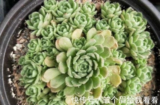喜欢玫瑰花型多肉植物，就养一盆小野玫瑰，做好3点变成手捧花