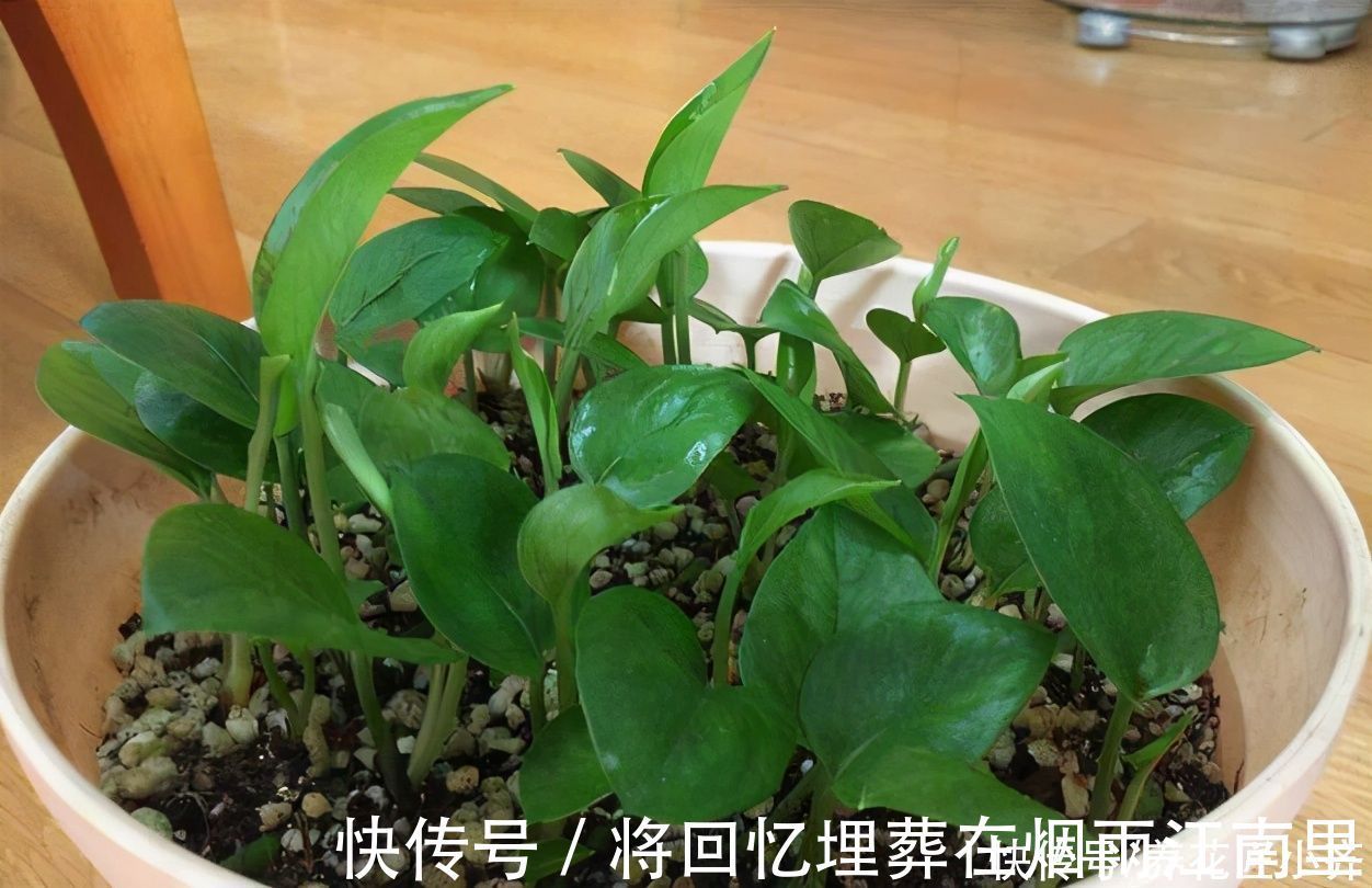 枝条|不会扦插不要急，这6种植物，一根枝条剪成多段，插土里就活