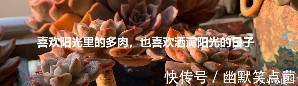 沐寒揽风，看几盆红绿肥瘦，等一春灿烂盛景