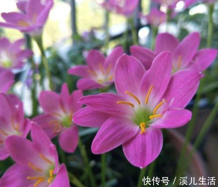 牵牛花|4种花赶快养起来，一年四季成“花海”，高雅艳丽，美不胜收！