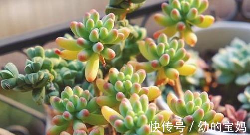 多肉|5款多肉,有着较高的性价比,家里养上几盆,美成一首诗!
