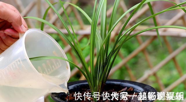 养护|兰花想多冒芽?养护注意三动作,顺利春化,清香宜人小半年