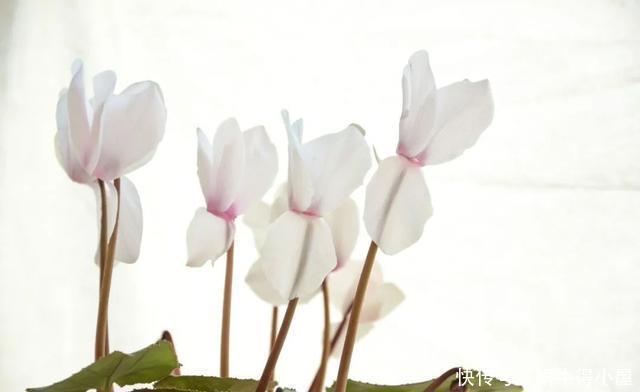 花友来稿|翩翩蝴蝶花还能开180天?看完文章你也可以