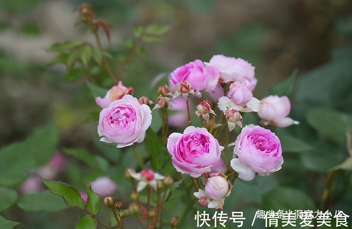 分化|被名字耽误的“三种花”,名字虽土颜值高,关键是高温夏季也勤花