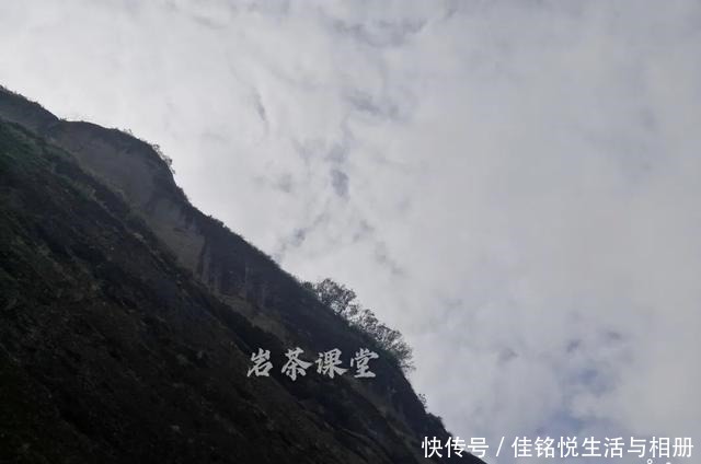 大红袍|武夷岩茶秘辛,三百多年的母树大红袍,为什么长不成参天大树