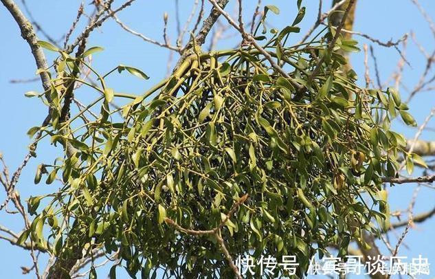 桑寄生|此植物获得桑树之精气而生,善滋肝肾、强筋骨、祛风湿,滋养血脉