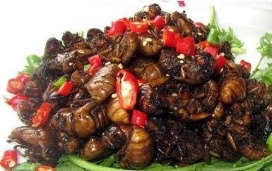 金蝉|吃金蝉季节到了, 教你做香酥椒麻金蝉, 一口一个越嚼越香