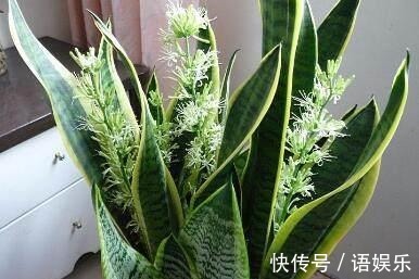 君子兰|往花盆里放点它,君子兰、虎皮兰就会疯长,叶茂花艳爆满整个花盆