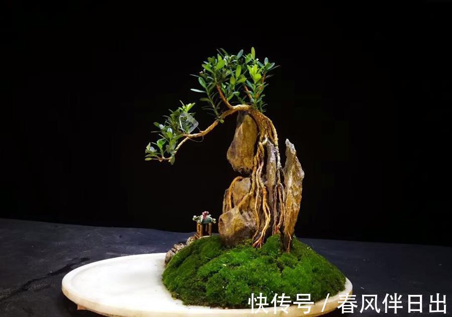 黄杨|黄杨盆景很特别,日常养护要学会,越养越值钱