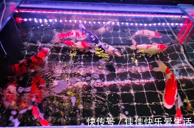 新鱼入缸后，为什么有些鱼一进入鱼缸，直接就躺下了！