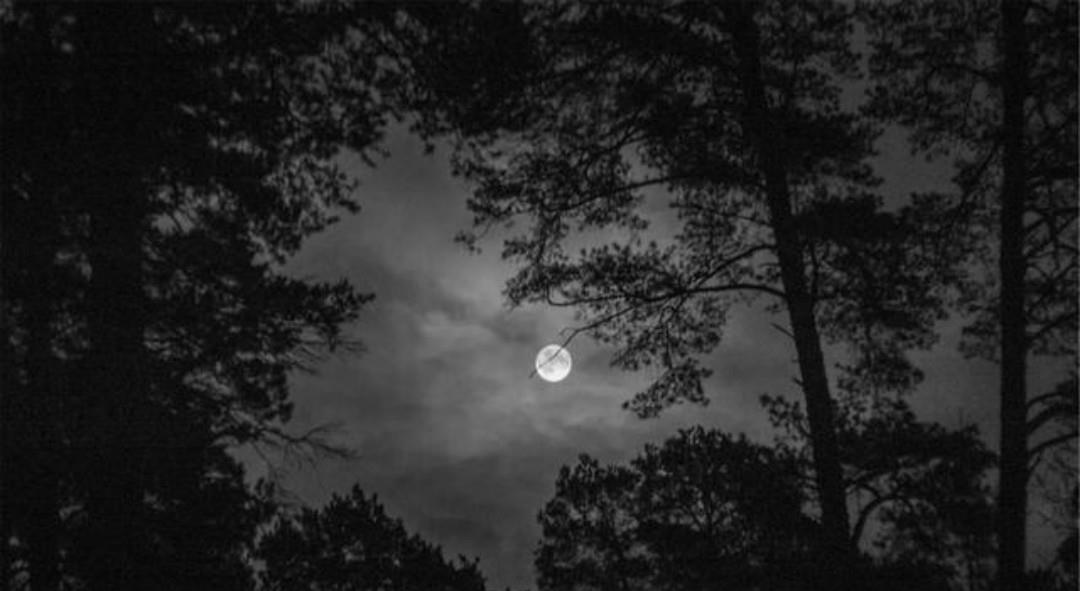 盛赞|马致远的小令意境凄美,这首《落梅风》语淡韵远,被无数名家盛赞