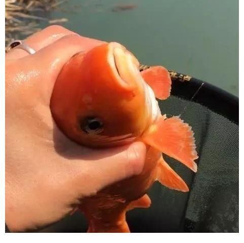 钓鱼|新手如何快速钓到鱼?讲几句实话,保证比你烧钱买装备有用!