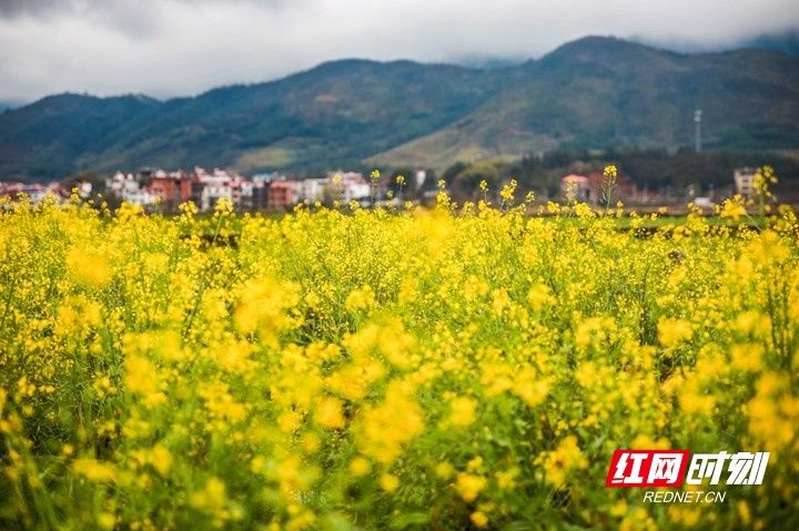 湖南|湖南蓝山：雨后乡村春色美（组图）