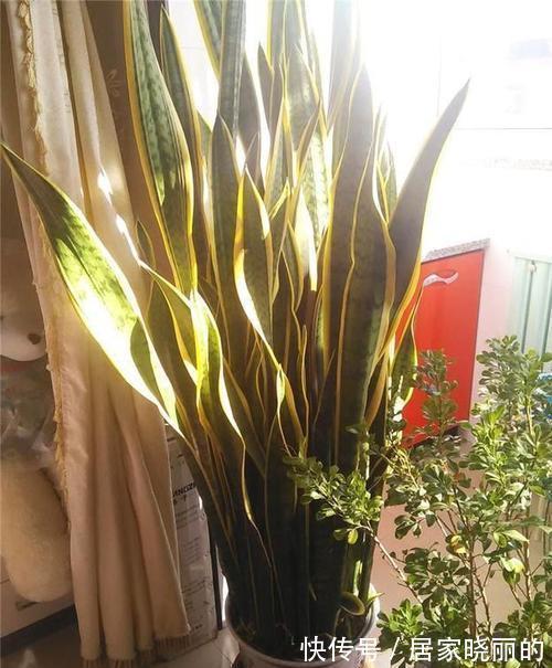 浇水|虎皮兰有“5怕”,难怪从不出新芽,越养越难看