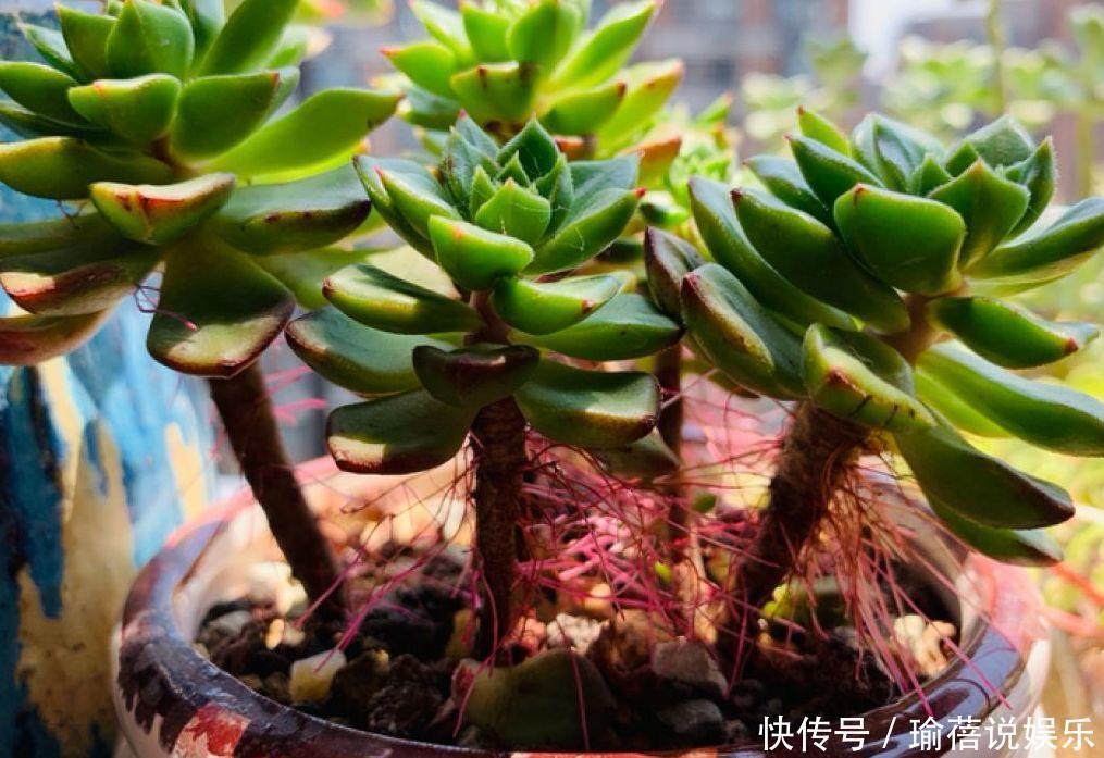 多肉叶子皱皱巴巴别光浇水，多半是伤根该换盆了！