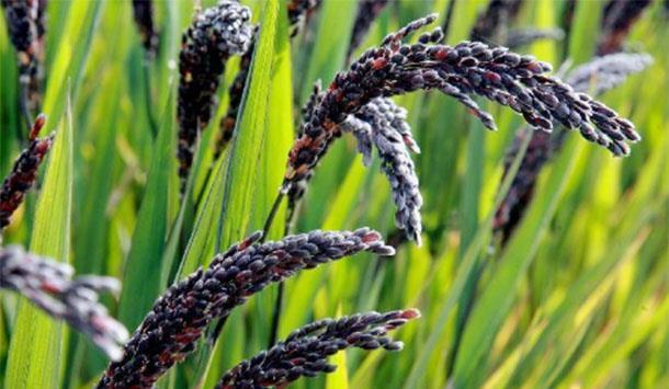 胶原蛋白|女人过了40岁，多吃3种“天然胶原蛋白”，延缓衰老，看上更年轻