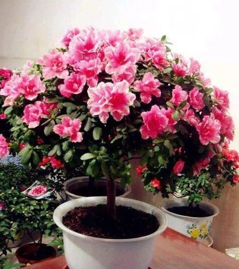 性喜光|家里养上“3种花”,从年头“香”到年尾,阳台变花海,太美了