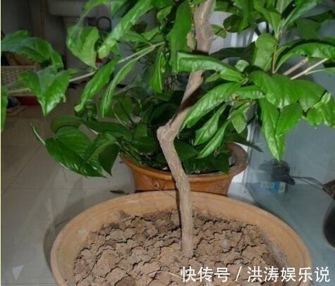 养花用“黄豆肥”臭味浓踏青捡点“万能肥”,无臭味、养啥都旺