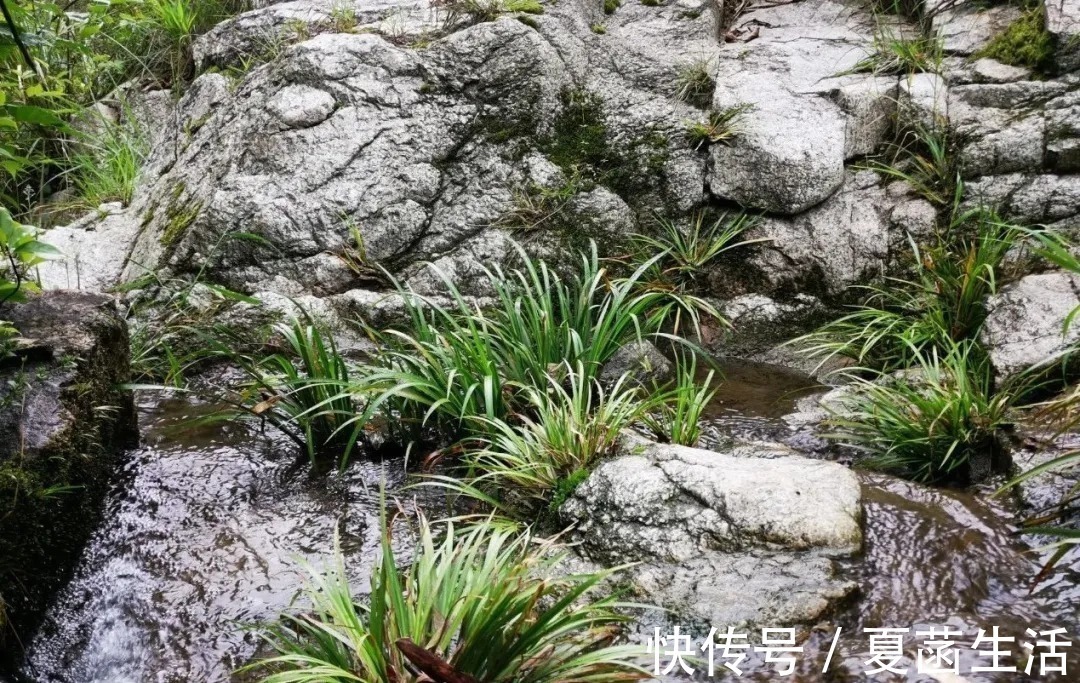 兰友|兰花用什么水浇最好？这种水，比天然的雨水更妙