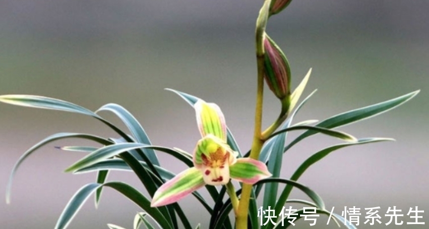 一花双色非常罕见,花香清新,叶带金边,花姿高雅大方,让人沉迷