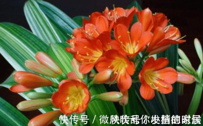 君子兰怕“三高”,及时避开才能长出好状态,叶片挺拔如折扇