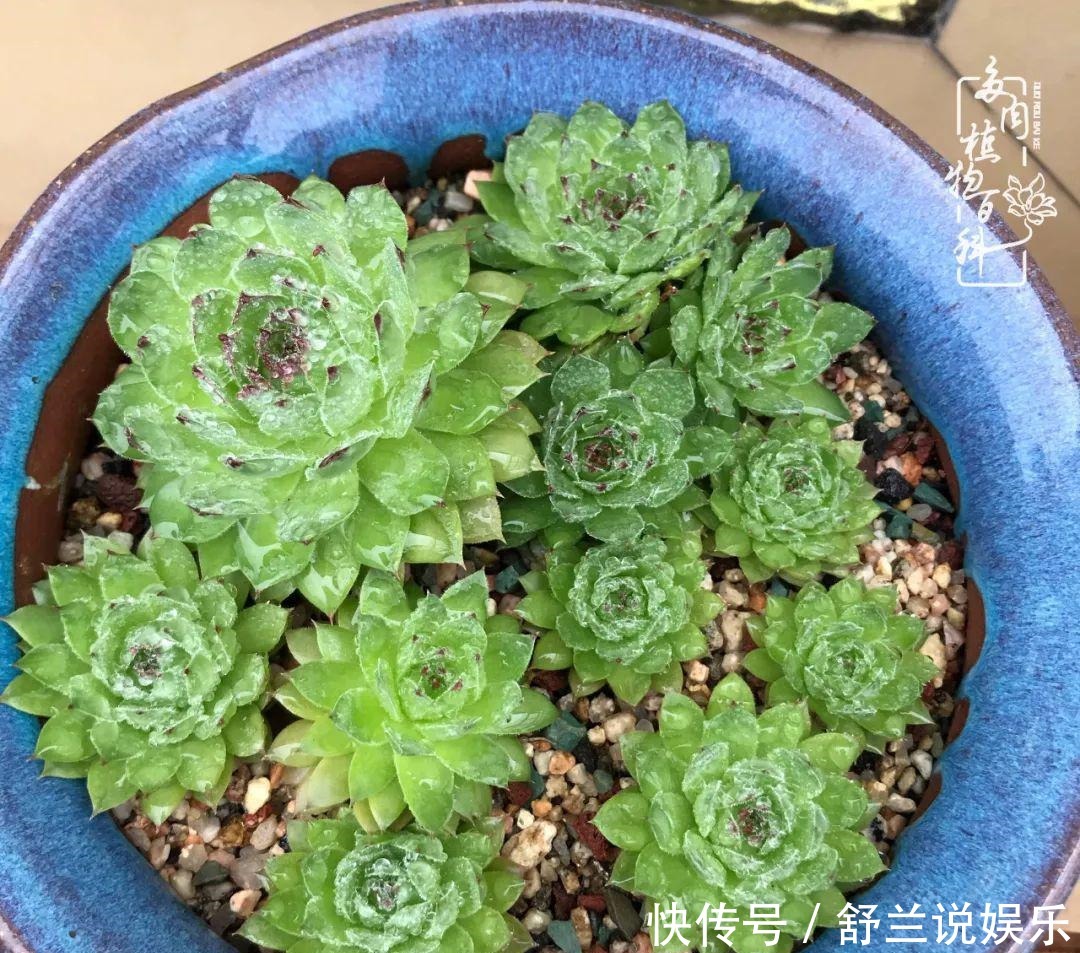 楼顶的多肉,让我的生活无意间打开了一个新世界!