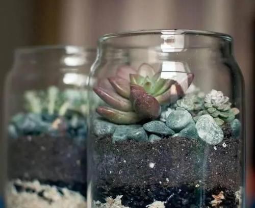 养花|除了花盆之外,这些东西也是绝佳的养花神器,你用过吗?