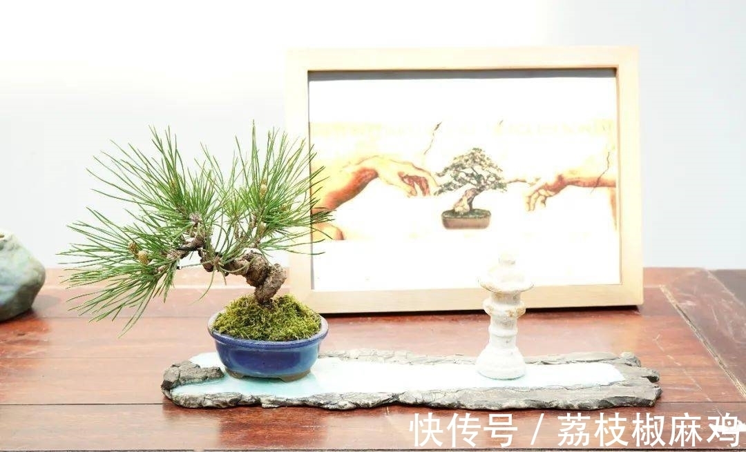 养花久了，可以栽培这6种树，培养成盆景，不仅好看，而且价值高