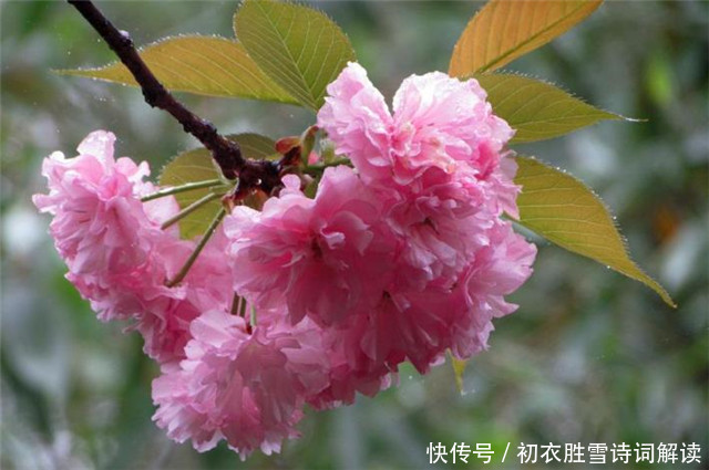 惊蛰节气之美,春雷,春雨,春虫,春草,春花,喜春回