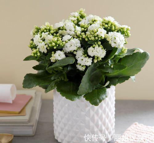 长寿花开花漂亮，花期长，深受人们喜爱，就像是新娘的手捧花