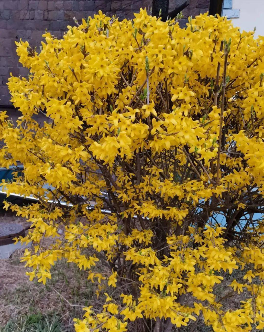 门口种了一棵花，竟被说是不吉利，怼回去：关你P事