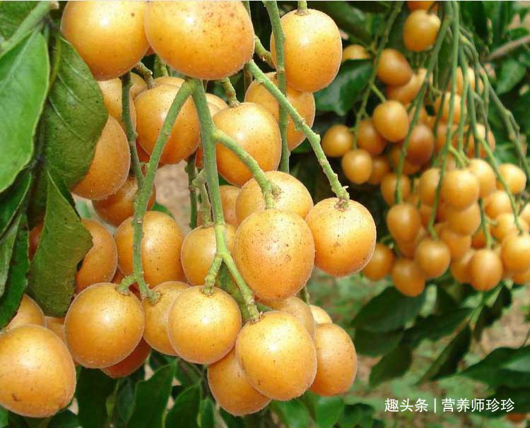 蜂蜜|南方特有的水果,用来泡蜂蜜是一绝,润喉止咳效果好,一年不咳嗽