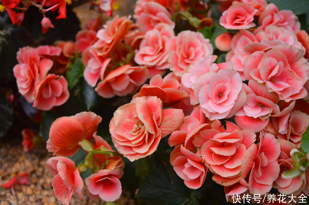 腐烂根|公认的“必死花”，买过N次，实在是太难养了