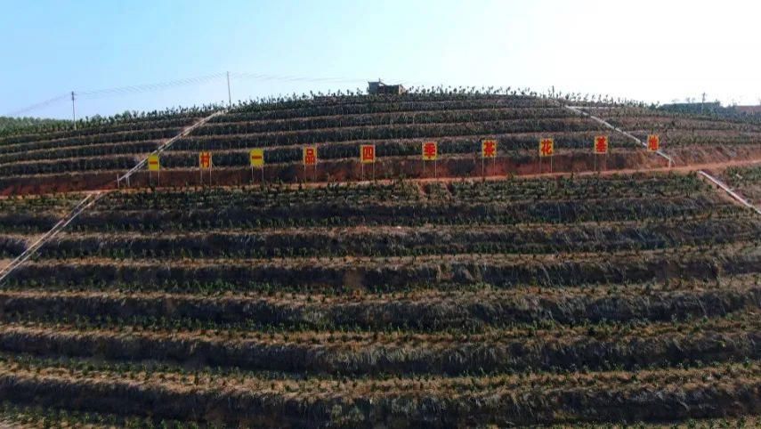 绿色种养——开入百姓家的贵族之花