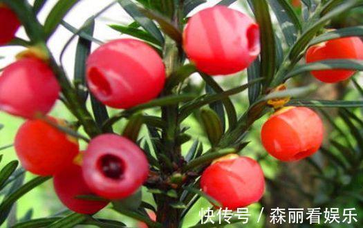 强身健体|女性不想变老太婆,常吃3物,健脾开胃,促进消化,延缓衰老