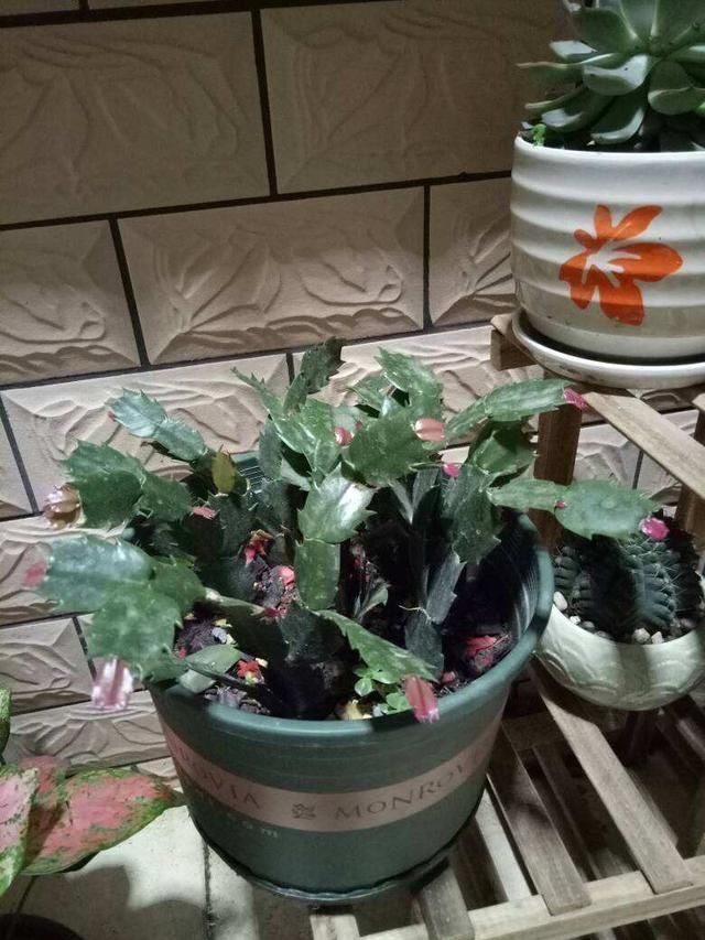 叶片|长寿花,蟹爪兰夏天要“静养”,扔在一边少管它,反而易度夏