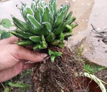 春天养护多肉植物，把根系修剪一下，重新种植后，叶片变肥厚！