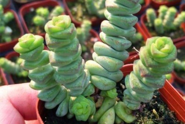 给钱串子换盆是有技巧的,切记避开这个时间点,十天长成小森林