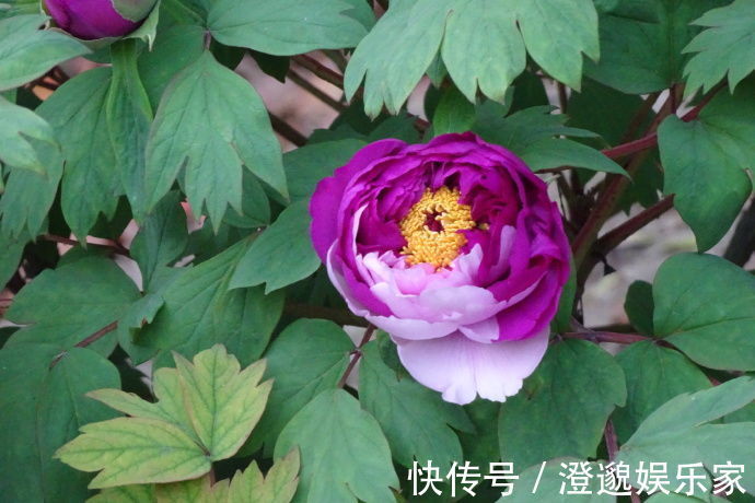 喜欢菊花,不如养盆“牡丹名品”紫二乔,一花开两色,绚丽多姿!