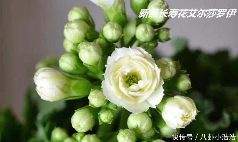 花期|45种长寿花,个个都是高颜值,家里养几盆,美得移不开眼