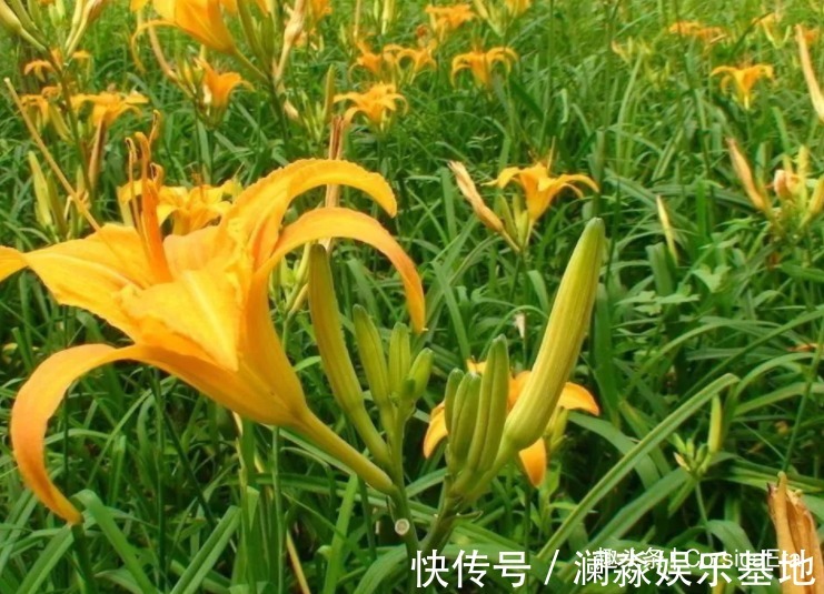 4种不怕过期的蔬菜,夏天便宜多买,能吃到过年,炖炒都香