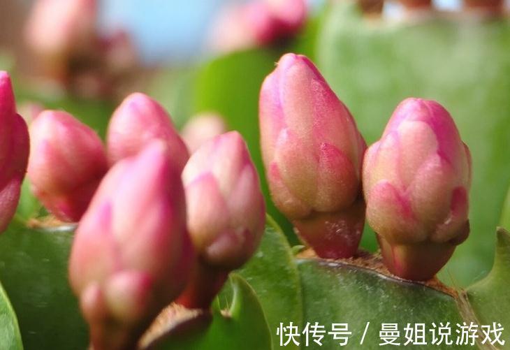 蟹爪兰开花少,适当浇点药水,开花满满更轻松