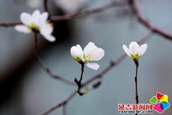 延吉街头桃花春色暖先开