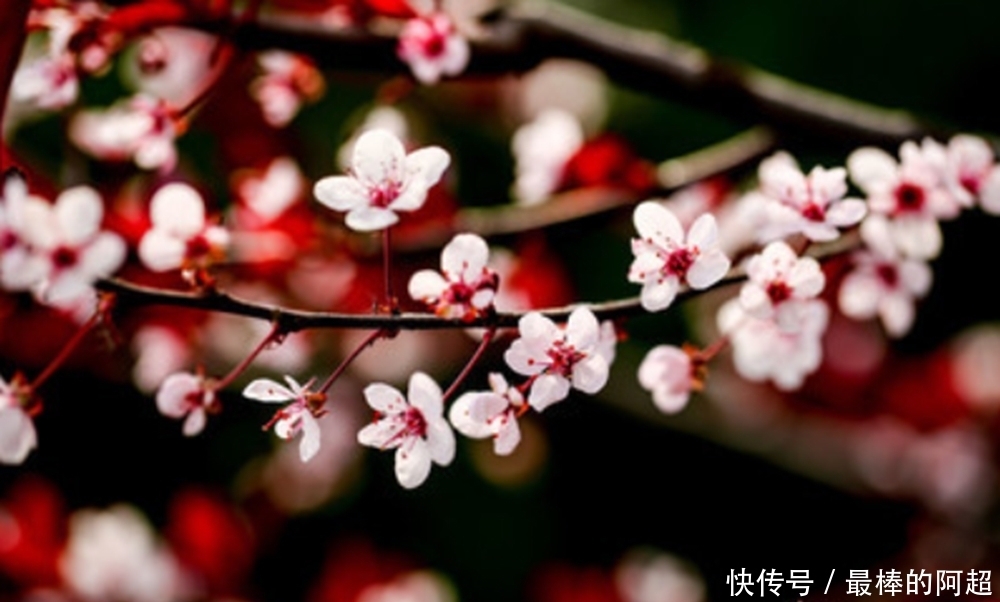 《诗经》中的第二首诗,《葛覃》为何会位列《关雎》之后?