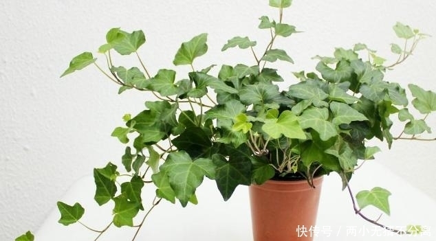  来年|入冬后，扦插这4样植物，成活率高，来年还会开出漂亮的花