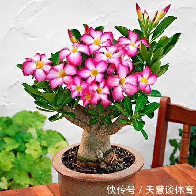 天气冷,六种花要“干养”,少水多晒才健壮,养成老桩更旺家